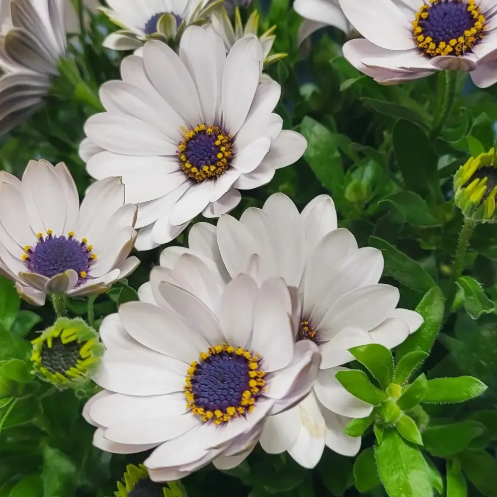 fleurs deuil près de Ferrensac 